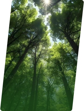 碳汇项目开发